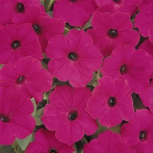 Tidal Wave Purple